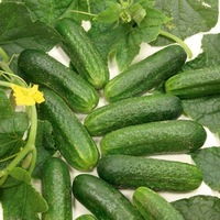 Graines potagères CORNICHON BIO DIAMANT F1 - Graineterie A. DUCRETTET
