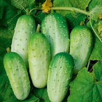 Graines potagères CORNICHON DE RUSSIE (Cucumis sativus) - Graineterie A. DUCRETTET