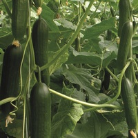 Graines potagères CONCOMBRE COURT et DIVERSIFICATION SOCRATES F1 (Cucumis sativus) - Graineterie A. DUCRETTET