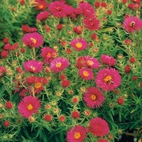 Graines de fleurs ASTER ASTER D'AUTOMNE (Aster symphyothrichum) - Graineterie A. DUCRETTET