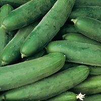 Graines potagères CONCOMBRE COURT et diversification BIO Le Généreux - Graineterie A. DUCRETTET