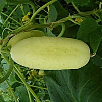 Graines potagères CONCOMBRE COURT et DIVERSIFICATION BLANC HÂTIF (Cucumis sativus) - Graineterie A. DUCRETTET