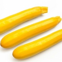 Graines potagères COURGETTE de diversification YELLOWFIN F1 (Cucurbita pepo) - Graineterie A. DUCRETTET