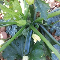 Graines potagères COURGETTE verte cylindrique CANELLA F1 (Cucurbita pepo) - Graineterie A. DUCRETTET