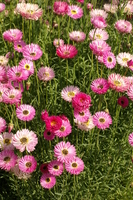  ASTER ASTER-ALPINUS (Aster alpinus)-HAPPY END (rose vif) - Graineterie A. DUCRETTET