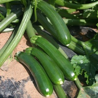 Graines potagères COURGETTE verte cylindrique DUNJA F1 (Cucurbita pepo) - Graineterie A. DUCRETTET