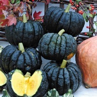 Graines potagères COURGE, POTIRON ET CITROUILLE FUTSU BLACK - Graineterie A. DUCRETTET