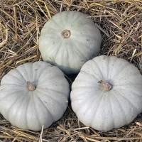 Graines potagères COURGE, POTIRON ET CITROUILLE CROWN PRINCE F1 (Cucurbita Maxima) - Graineterie A. DUCRETTET