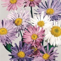  ASTER ASTER-ALPINUS (Aster alpinus)-TRIMIX (mélange blanc, rose et bleu) - Graineterie A. DUCRETTET