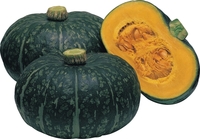  COURGE POTIMARRON COURGE POTIMARRON-DELICA F1 (Cucurbita Maxima)-Graines biologique certifiées - Graineterie A. DUCRETTET