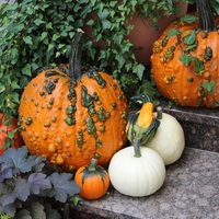  COURGE HALLOWEEN COURGE HALLOWEEN-WARTY GOBLIN F1 (Cucurbita pepo)-Graines non traitées - Graineterie A. DUCRETTET