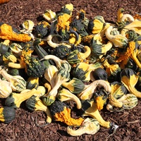 Graines potagères COLOQUINTES A PETITS FRUITS INDIAN MIX (Cucurbita pepo) - Graineterie A. DUCRETTET