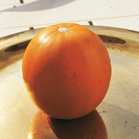  COURGE, POTIRON ET CITROUILLE COURGE, POTIRON ET CITROUILLE-POMME D'OR (Cucurbita pepo)-Graines non traitées - Graineterie A. DUCRETTET