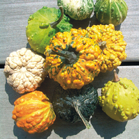  COLOQUINTES A PETITS FRUITS COLOQUINTES A PETITS FRUITS-GRIFFES DU DIABLE (Cucurbita pepo)-Graines non traitées - Graineterie A. DUCRETTET