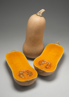  COURGE BUTTERNUT COURGE BUTTERNUT-RIPOR F1 (Cucurbita Moschata)-Graines non traitées - Graineterie A. DUCRETTET