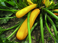 Graines potagères COURGETTE de diversification RHEINGOLD (Cucurbita pepo) - Graineterie A. DUCRETTET