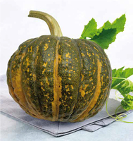 Graines potagères COURGE, POTIRON ET CITROUILLE SHIATSU F1 (Cucurbita Moschata X Maxima) - Graineterie A. DUCRETTET