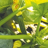 Graines potagères COURGETTE de diversification CASSIA F1 - Graineterie A. DUCRETTET