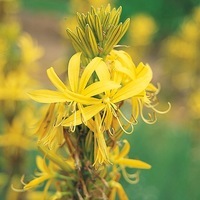 Graines de fleurs ASPHODELINE ASPHODELINE (Asphodeline lutea) - Graineterie A. DUCRETTET