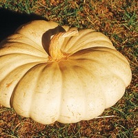 Graines potagères COURGE, POTIRON ET CITROUILLE WHITE FLAT BOER (Cucurbita Maxima) - Graineterie A. DUCRETTET