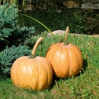  COURGE, POTIRON ET CITROUILLE COURGE, POTIRON ET CITROUILLE-NIDOR F1 (Cucurbita Moschata)-Graines non traitées - Graineterie A. DUCRETTET