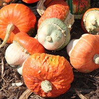  COLOQUINTES A PETITS FRUITS COLOQUINTES A PETITS FRUITS-MINI RED TURBAN (Cucurbita pepo)-Graines non traitées - Graineterie A. DUCRETTET