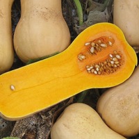  COURGE BUTTERNUT COURGE BUTTERNUT-HAVANA F1 (Cucurbita Moschata)-Graines traitées - Graineterie A. DUCRETTET