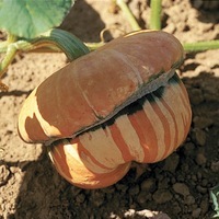  COURGE, POTIRON ET CITROUILLE COURGE, POTIRON ET CITROUILLE-GIRAUMON TURBAN (Turban turc) (Cucurbita Maxima)-Graines biologiques certifiées - Graineterie A. DUCRETTET