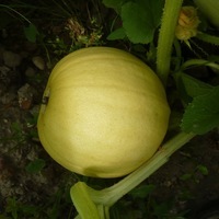 Graines potagères COURGE, POTIRON ET CITROUILLE Melonnette jaspée de Vendée (Cucurbita pepo) - Graineterie A. DUCRETTET