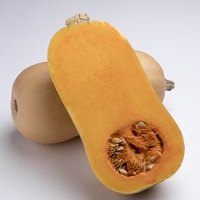 Graines potagères COURGE BUTTERNUT TIANA F1 (Cucurbita Moschata) - Graineterie A. DUCRETTET