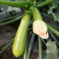 Graines potagères COURGETTE de diversification MAJESTÉE  F1 (Cucurbita pepo) - Graineterie A. DUCRETTET