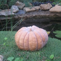  COURGE, POTIRON ET CITROUILLE COURGE, POTIRON ET CITROUILLE-MINOR (Cucurbita Moschata)-Graines non traitées - Graineterie A. DUCRETTET