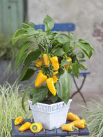  POIVRON SNACKING MINI POIVRON SNACKING MINI-PILLAR PEPPERS F1 (Capsicum annuum)-Graines non traitées - Graineterie A. DUCRETTET