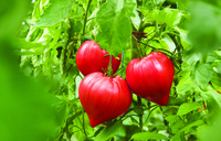 Graines potagères TOMATE A GROS FRUITS DOSSIMO F1 (Solanum lycopersicum) - Graineterie A. DUCRETTET