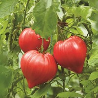  TOMATE A GROS FRUITS TOMATE A GROS FRUITS-DOSSIMO F1 (Solanum lycopersicum)-Graines biologiques certifiées - Graineterie A. DUCRETTET