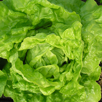 Graines potagères LAITUE POMMEE - plein champ VALDOR (Lactuca sativa) - Graineterie A. DUCRETTET