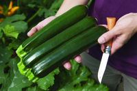 Graines potagères COURGETTE verte cylindrique TWITTER (Cucurbita pepo) - Graineterie A. DUCRETTET