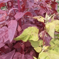  ATRIPLEX ATRIPLEX-PLUME (Atriplex hortensis)-Crimson (rouge bronze) - Graineterie A. DUCRETTET