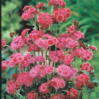  AGERATUM AGERATUM-MEXICO (Ageratum mexicanum)-rouge - Graineterie A. DUCRETTET