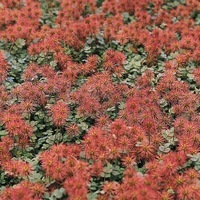 Graines de fleurs ACAENA TAPIS DE CUIVRE (Acaena microphylla) - Graineterie A. DUCRETTET