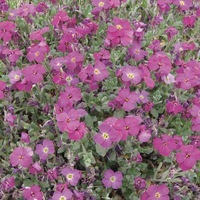  AUBRIETIA AUBRIETIA-SUPERBISSIMA (Aubrietia x cultorum)-rouge carmin - Graineterie A. DUCRETTET