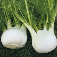 Graines potagères FENOUIL BULBE TAURO F1 (Foeniculum vulgare) - Graineterie A. DUCRETTET