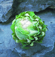  CHOU-FLEUR CHOU-FLEUR-TRIOMPHANT F1 (Brassica oleracea var. botrytis)-Graines non traitées - Graineterie A. DUCRETTET
