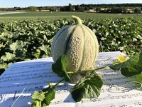 Graines potagères MELON BELCANTO F1 (Cucumis melo) - Graineterie A. DUCRETTET