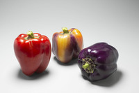 Graines potagères POIVRON ou PIMENT DOUX classique BUDDY F1 (Capsicum annuum) - Graineterie A. DUCRETTET