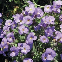  AUBRIETIA AUBRIETIA-SUPERBISSIMA (Aubrietia x cultorum)-bleu foncé - Graineterie A. DUCRETTET