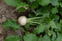 Graines potagères NAVET RAVE DU LIMOUSIN (Brassica rapa subsp. rapa) - Graineterie A. DUCRETTET