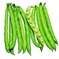 Graines potagères FEVE HISHTAL (Vicia faba) - Graineterie A. DUCRETTET