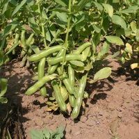 Graines potagères FEVE RATIO (Vicia faba) - Graineterie A. DUCRETTET