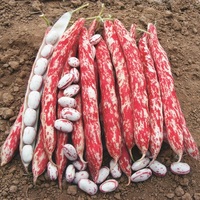 Graines potagères HARICOT NAIN MANGETOUT MERCATO (Phaseolus vulgaris) - Graineterie A. DUCRETTET